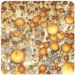 Псилоцибиновые (галлюциногенные) грибы в Кореновске Psilocybin "Golden Teacher" Псилоцибиновые (галлюциногенные) грибы в Кореновске Psilocybin "Golden Teacher"