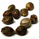 Семена марихуаны АК-47 (Seeds AK-47) в Кореновске Семена марихуаны АК-47 (Seeds AK-47) в Кореновске